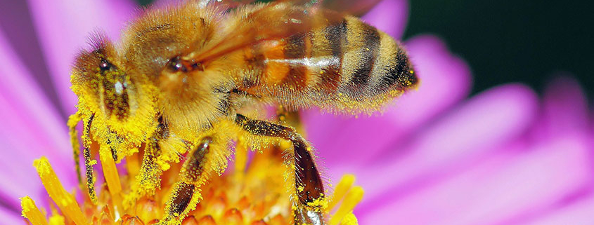 Electrodeposición imagen abeja INELCA